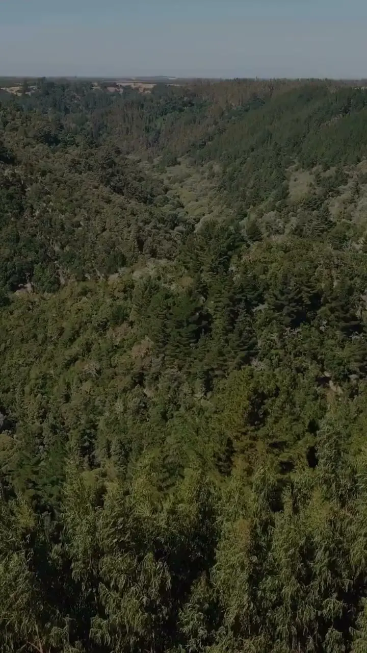 Primeros Pueblos 原始画面中的森林航拍景观
