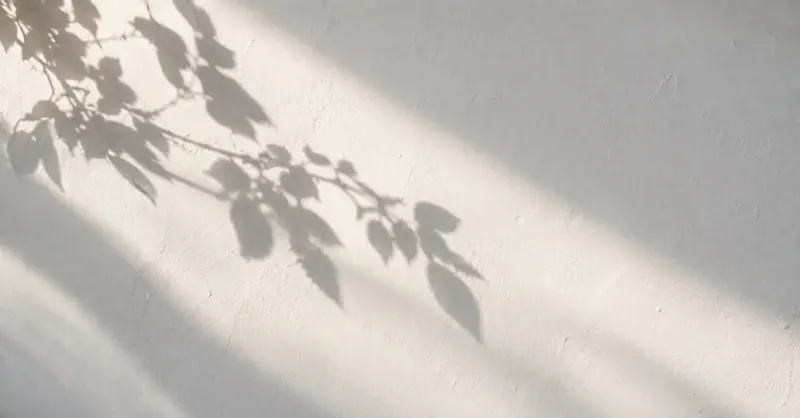 树枝的影子掠过阳光照耀的白墙。